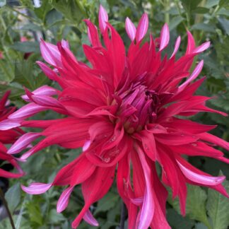 Allen's Ladies Choice