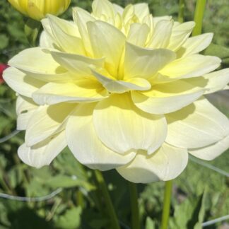 Glorie Van Heemstede