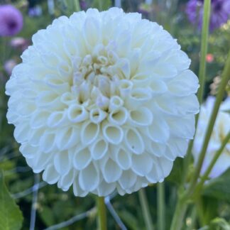 Hollyhill Miss White