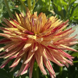 Hollyhill Six-In-One