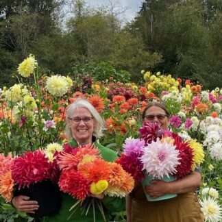 Grower's Choice Collection - 10 tubers