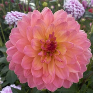 Ken's Rarity - Limit One