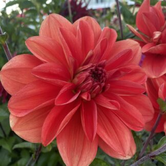 Patricia Ann's Sunset