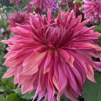 Penhill Dark Monarch