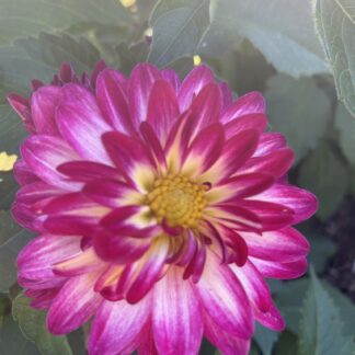 Stillwater Raspberry