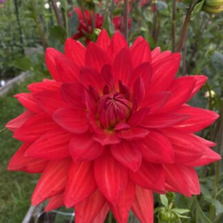 Taratahi Ruby - Limit One