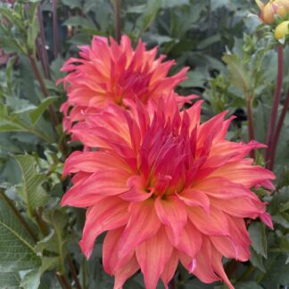 Woodland's Wild Thing