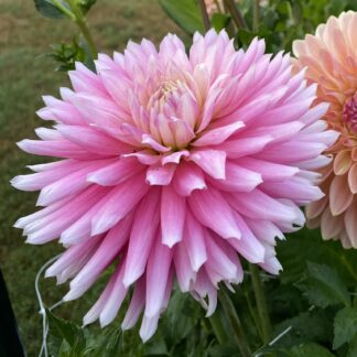 Bloomquist Daniella G