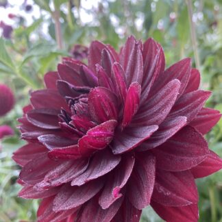 Hollyhill Black Widow