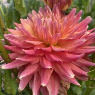 Hollyhill Sir J Paxton