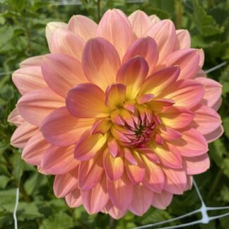 Maks Betty Lynn - Limit One