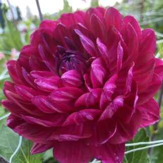 Sandia Bertha - Limit One