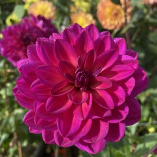 Sandia Nocturne - Limit One