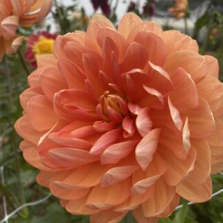 Sandia Susan - Limit One