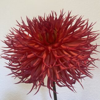 Bloomquist Abundant Joy