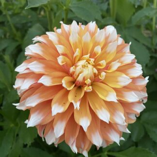 Bloomquist Candy Corn