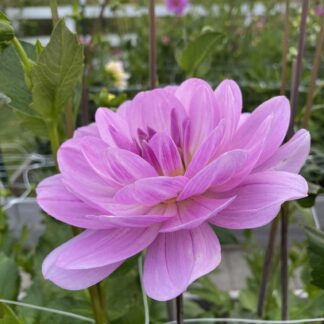 Sandia Shomei - Limit One