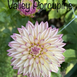 Valley Porcupine