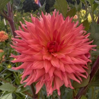 Bloomquist Peach Sorbet