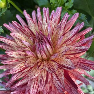 Hollyhill Dragonfire