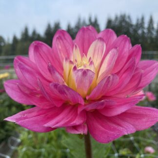 Hollyhill Pink Martini - Limit One