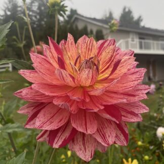 Hollyhill Pink Tigress - Limit One