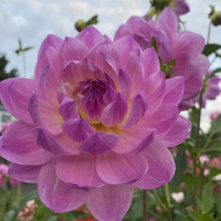 Maks Meredith - Limit One