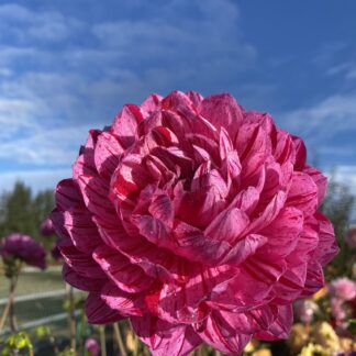 Sandia Cancan - Limit One