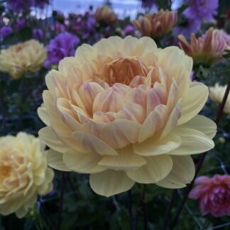 Sandia Gold - Limit One