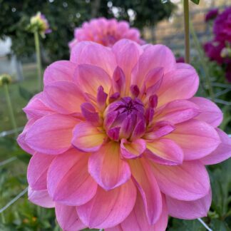 Sandia Rose - Limit One