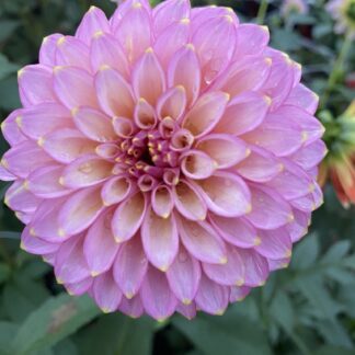 Skipley Spot of Gold