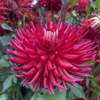 Bloomquist Carol Ann