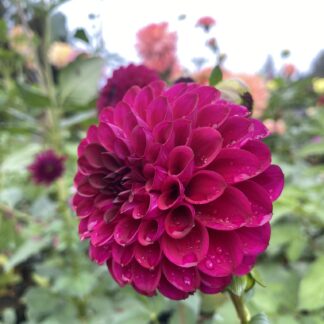 Ferncliff Black Cherry