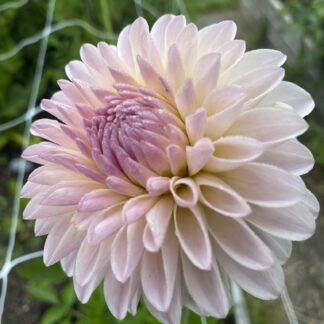 Tahoma Stellar Feller